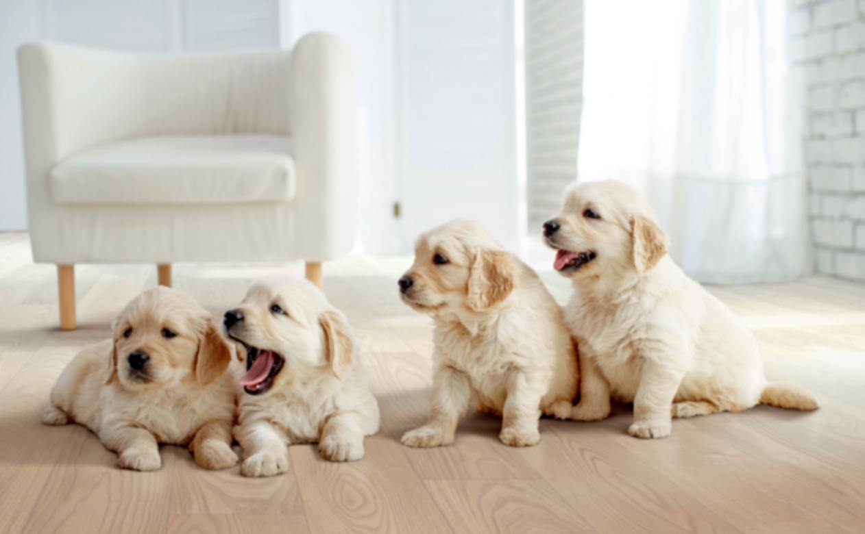 golden retriever puppies on wood look flooring in living room.